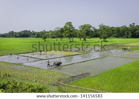 MAJULI, INDIA - AUGUST 27: farmers use oxen and a traditional plough to prepare fields for paddy which others sow rice saplings in waterlogged fields on August 27, 2012 on Majuli island, Assam, India.