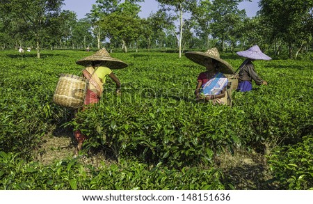 JORHAT, INDIA - AUGUST 30: Tea leaf harvesters at work wearing bamboo hats on a tea plantation on August 30, 2011 in Jorhat, Assam, north east India.