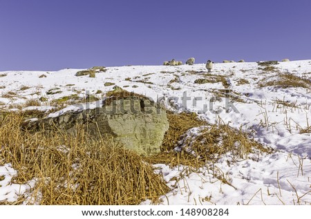 Goathland, Yorkshire, UK. Sheep search for fodder following sever winter weather and snowfall in the North York Moors National Park near Goathland, north Yorkshire, UK.