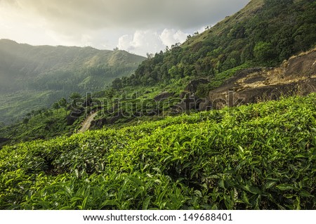 Munnar, Kerala, India. A tea plantation ready for harvesting spreads across the steep slopes of the Kannan Devan Hills as dawn breaks on another fine morning in Kannur, Kerala, India.