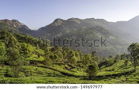 Munnar, Kerala, India. View across the undulating landscape of a tea plantation set against the Kannan Devan Hills at dawn on a fine morning in Munnar, Kerala, south India.