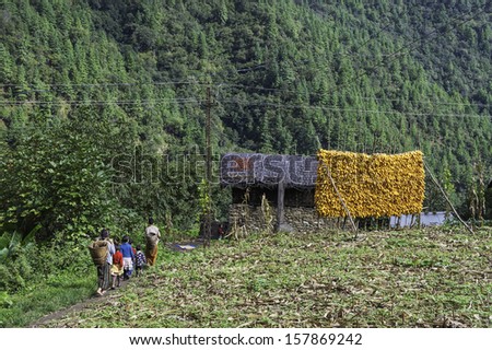 TAWANG, INDIA - SEPTEMBER 17: Corn dries as villagers return home to a remote village after a day\'s work on the high slopes on September 17, 2011 near Dirang, western Arunachal Pradesh, India.
