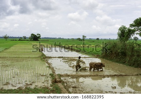 JORHAT, INDIA - AUGUST 23, 2011:  Farmers using oxen and traditional plough work the paddy fields following monsoon rains on August 23, 2011 near Jorhat, Assam, India.
