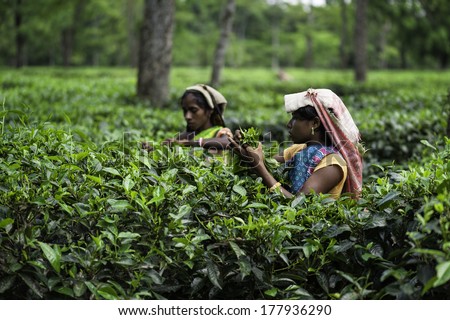 JORHAT, INDIA - AUGUST 25:  Tea pickers harvest tea leaves on a large tea estate on August 25, 2011 near Jorhat, Assam, India.