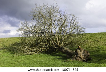 Beverley, Yorkshire, UK. Uprooted tree following severe storms along the riverbank of the river Hull near Beverley, Yorkshire, UK.