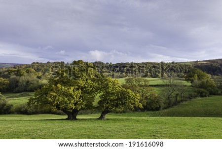 Glaisdale, Yorkshire, UK. Twin Oak trees in the midst of lush pastural farmland and woodland in the North York Moors National Park, Glaisdale, Yorkshire, UK>