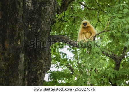 Guwahati, Assam, India. Gee's Golden langur,  black faced, and long haired, up a tree in forest near Guwahati, Assam, India.