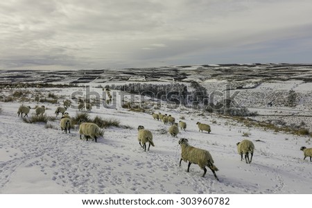Goathland, Yorkshire, UK. Sheep search for fodder following heavy snowfall in winter over the North York Moors near Goathland, Yorkshire, UK.