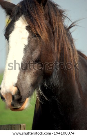 Shire horse head shot