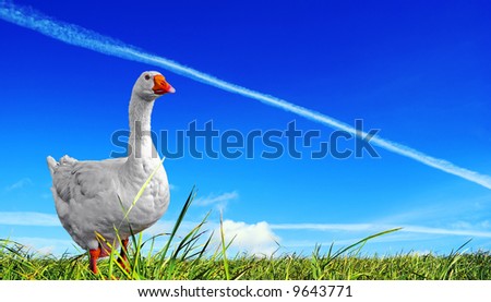 Dispersal field.  Goose, beautiful proud bird. A vapour trail is crossed by bright blue sky above a juicy green grass.
