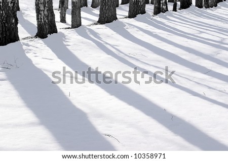 A landscape. Solar winter morning, long shadows of trunks of an old birch wood on a pure white snow.