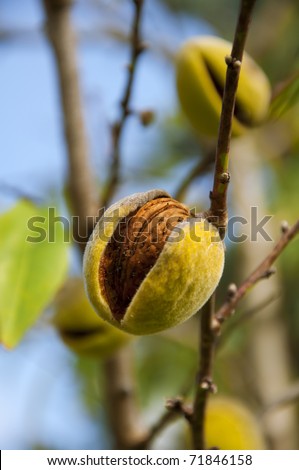 Sprig with mature almond, close up, shallow depth of field