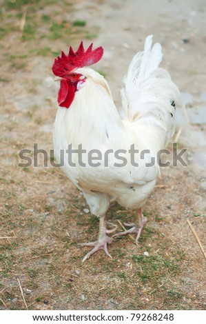 stock photo White Cock Closeup on a farm