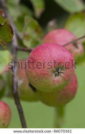 Pink Apple on the tree, close up, small depth of field