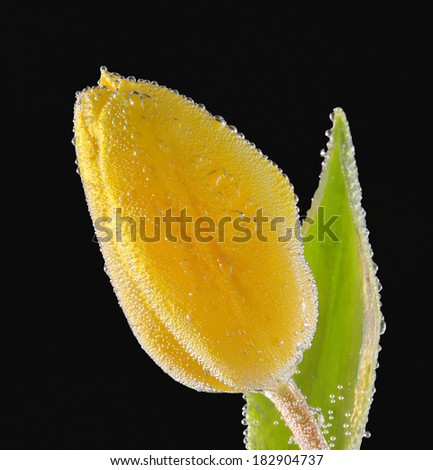 Single Yellow tulip with water drops on black background
