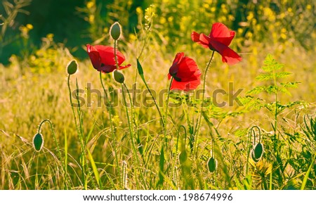 Red poppy flowers in the green field at sunset