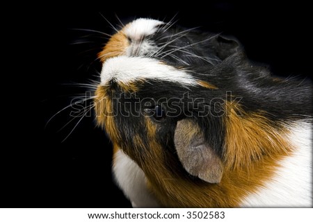 Guinea Pigs Kissing