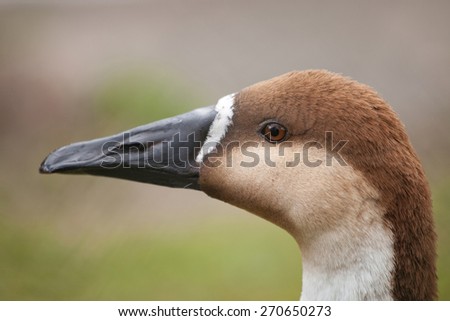 closeup portrait of a wild swan goose (Anser cygnoides)