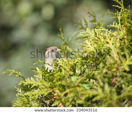 female house sparrow (Passer domesticus) peeking out of the bush