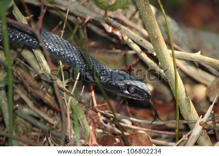A black snake moving through the underbrush and flicking it\'s tongue