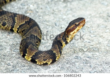 elaborately patterned copperhead snake with head up