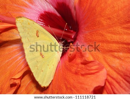 A yellow sulfur butterfly feeds on the nectar of a red hibiscus flower