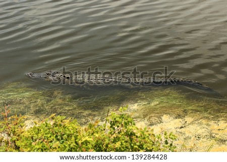 An American Alligator swims along in a coastal wetland in South Carolina, USA