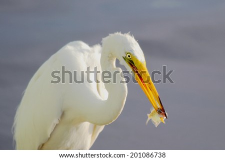 A Great Egret (Ardea alba) feeds on a fish in a coastal wetland.