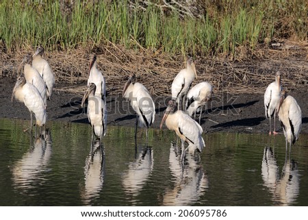 A group of American Wood Storks wade in a coastal wetland
