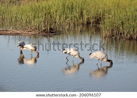 A group of American Wood Storks feed while wading in a coastal wetland