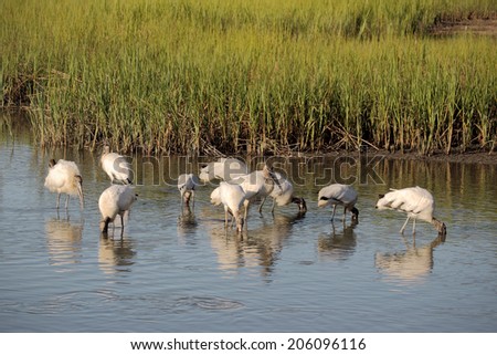 A group of American Wood Storks feed while wading in a coastal wetland