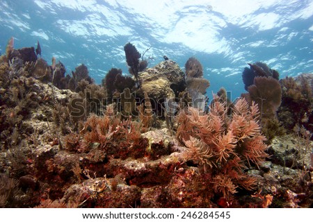 Fish and corals on Molasses Reef, Key Largo, Florida in the Florida Keys National Marine Sanctuary.