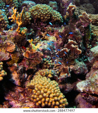 A patch of beautiful reef including corals, sponge\'s anemone\'s and Blue chromis fish along the reefs surrounding Curacao.