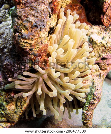 A beautiful Giant Carribean   Anemone. Photographed along the reefs of Curacao.