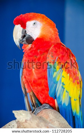 Colorful Macaw parrot isolated on a dark blue backdrop