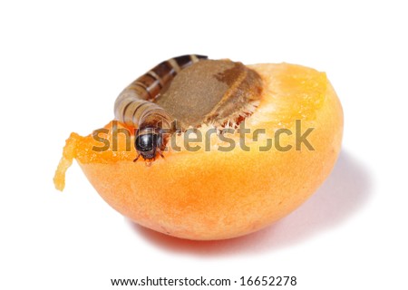 ))*(( صـوره مـنـي وصـوره مـنـك ))*(( - صفحة 3 Stock-photo-mealworm-eating-apricot-isolated-on-white-background-16652278