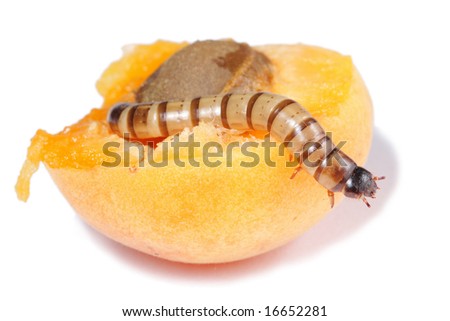 ))*(( صـوره مـنـي وصـوره مـنـك ))*(( - صفحة 3 Stock-photo-mealworm-eating-apricot-isolated-on-white-background-16652281
