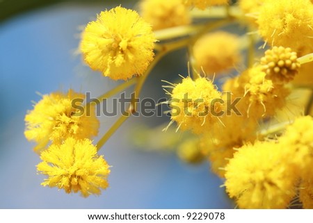 stock photo : mimosa - beautiful yellow spring flowers