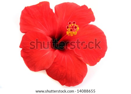 stock-photo-red-hibiscus-isolated-on-the-white-background-14088655.jpg