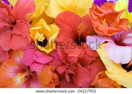 Exotic Flowers on Tropical Flowers   Hibiscus Stock Photo 24227902   Shutterstock
