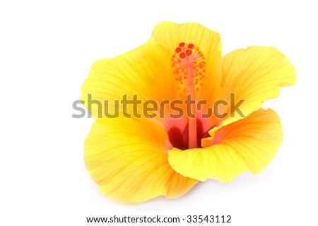 on white background flowers background white. on white background