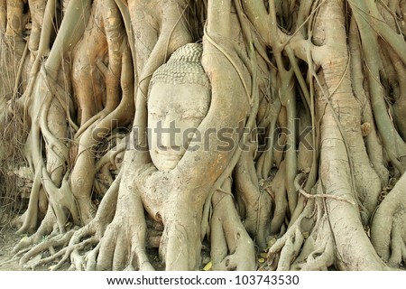 A lithoidal head of Buddha is in the roots of tree.