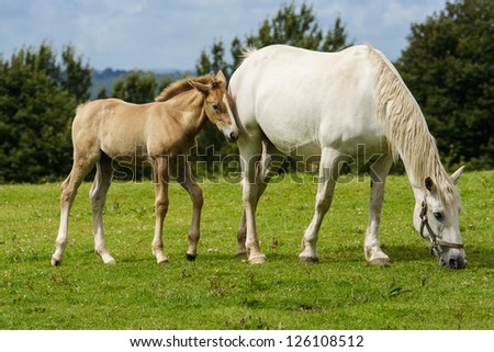 A filly nuzzles its mother on a field at an Irish farm.