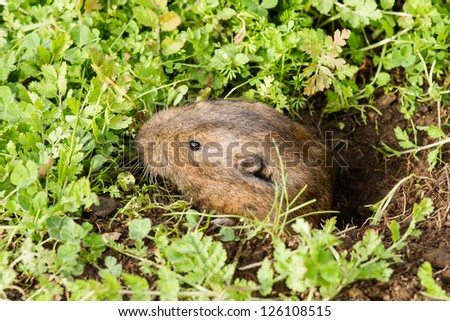 A Botta\'s pocket gopher peeks out of its burrow to much on weeds at Pt. Reyes National Seashore, California.