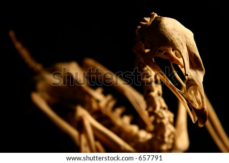 skeleton cock 2