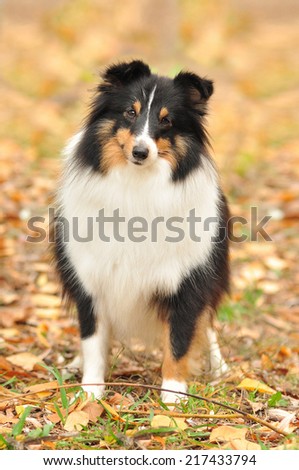 Autumn dog, a dog and fall, a dog standing in the yellow leaves, Shetland sheepdog