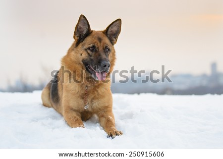 German Shepherd dog lying in the snow against the sky and the city
