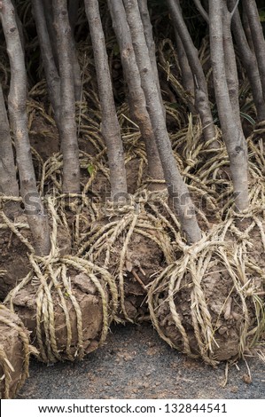 Plant preparation before growing by knotting the root bay organic rope