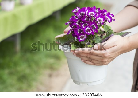 Hand holding up spring daisy flower ( bellis perennis ) in a flower pot
