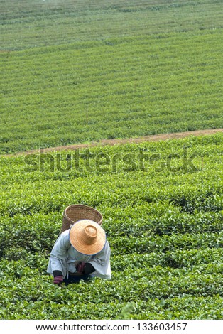 Tea Worker picking tea leaves in a tea plantation